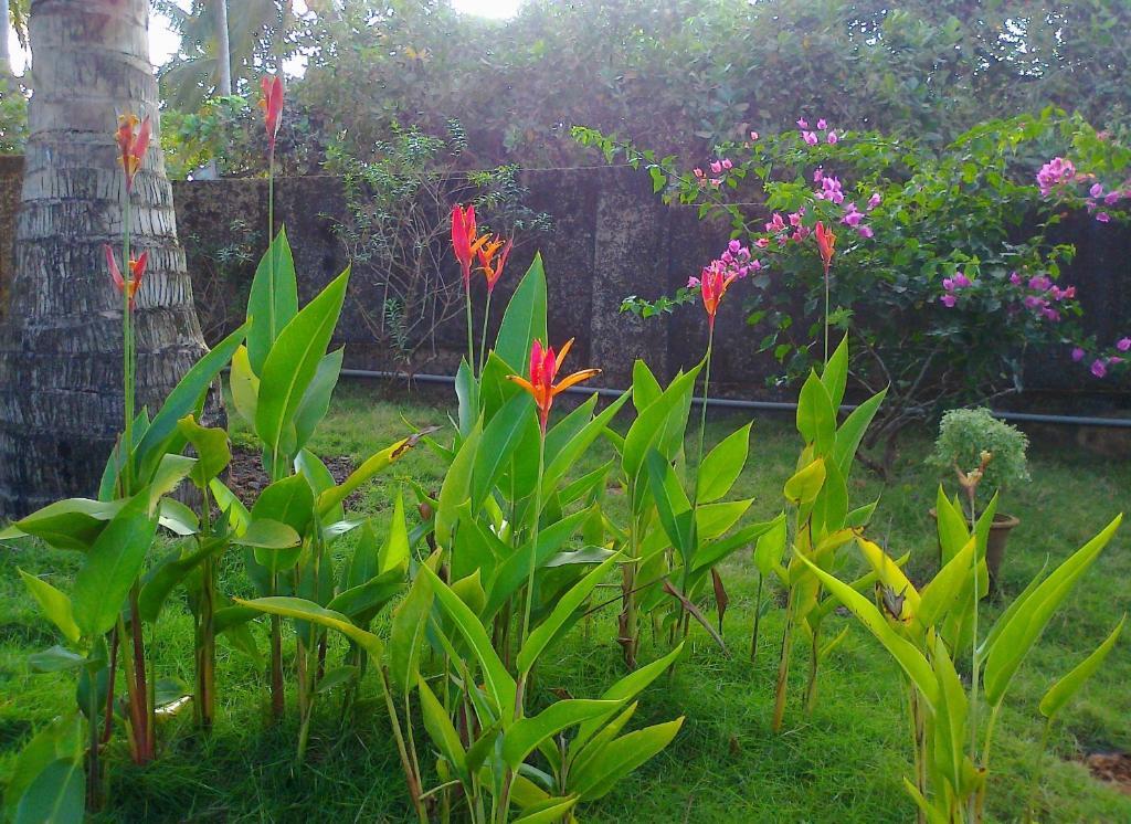 Avalon Inn Mandrem Luaran gambar